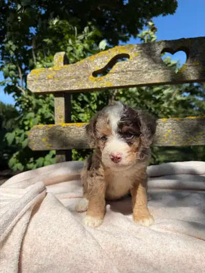 Incredible Miniature Bernedoodle Puppies, View more