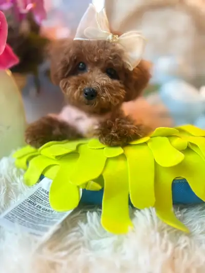 TeddyBear Tiny tiny/Toy/Mini Poodle puppies, View more