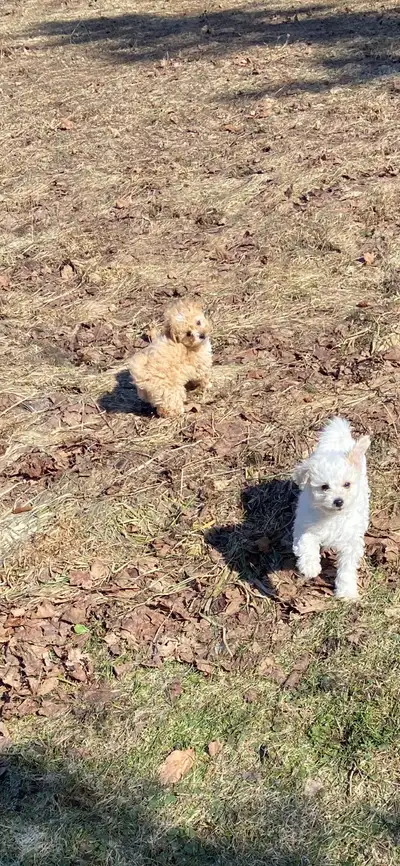 Shorkie - Bichon Puppies for sale (Shih Tzu/Bichon/Yorkie), View more
