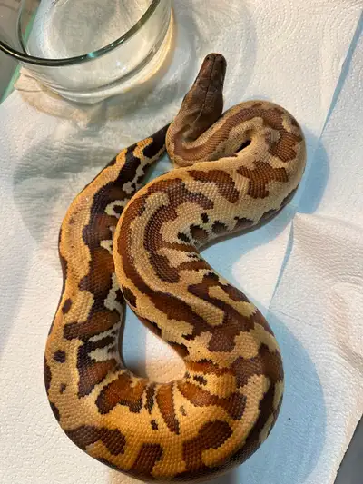 2022 male het T negative Albino Matrix Blood Python, View more
