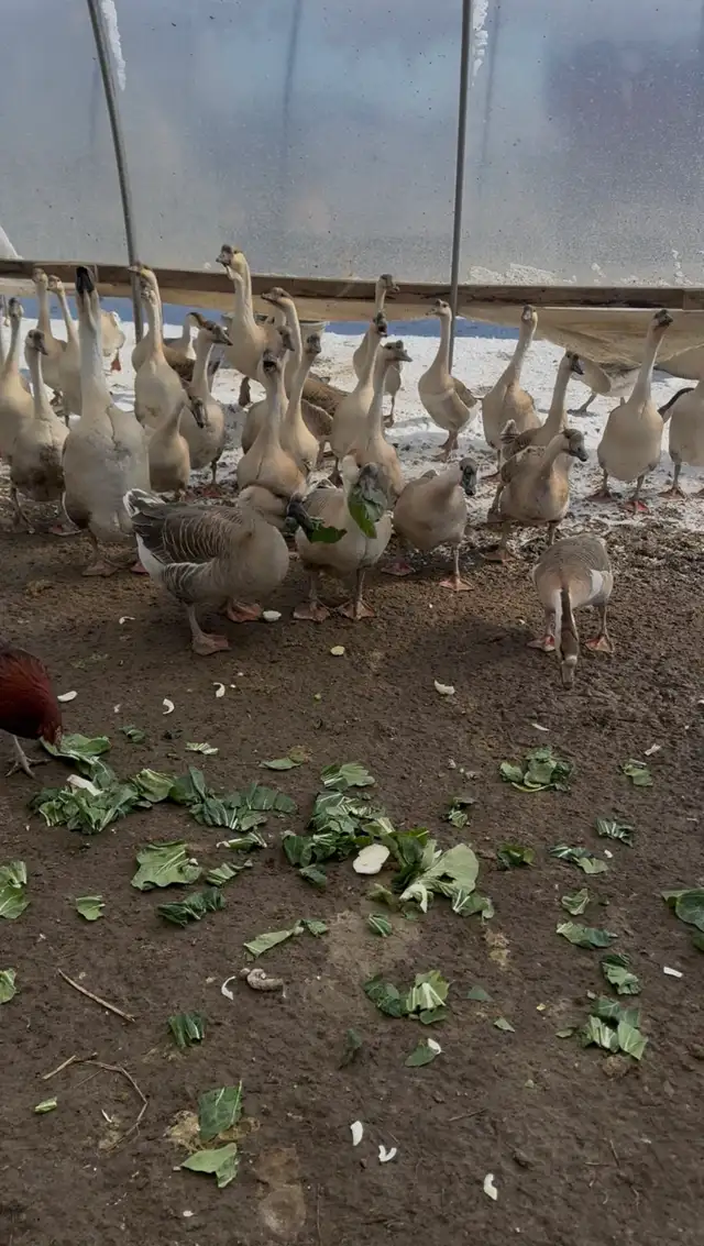 goose egg in Livestock in Hamilton - Image 5