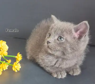 Russian Blue × Kittens, View more