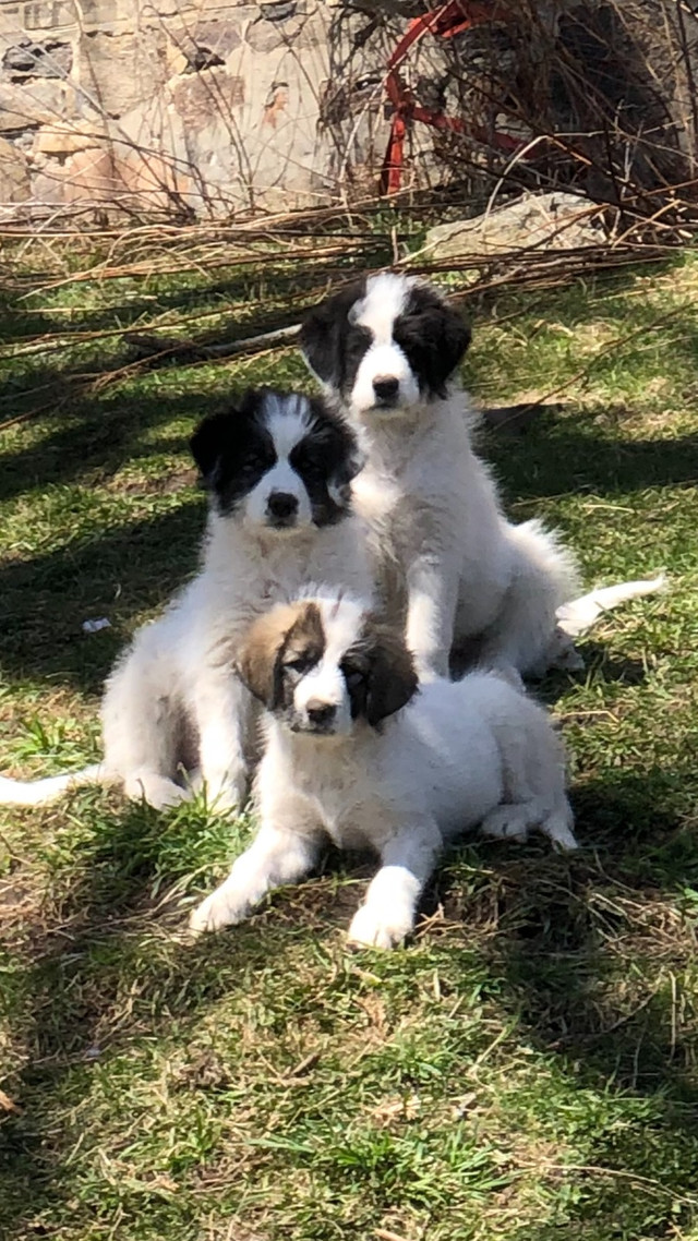 4 boys left!! - Romanian Mioritic Shepherd/Maremma puppies! in Dogs & Puppies for Rehoming in Oshawa / Durham Region - Image 2