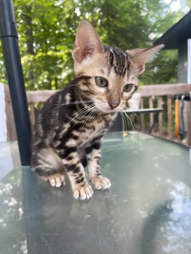 chatons bengals in Cats & Kittens for Rehoming in Laurentides - Image 6