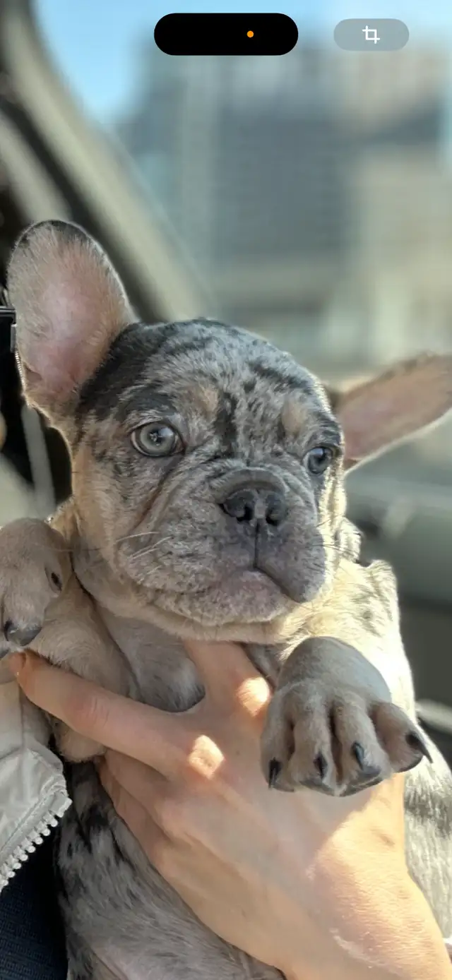 French bulldog in Dogs & Puppies for Rehoming in City of Montréal - Image 2