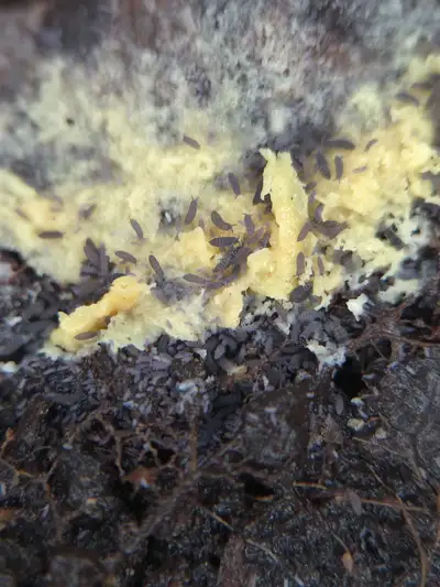 Lilac Springtails, View more