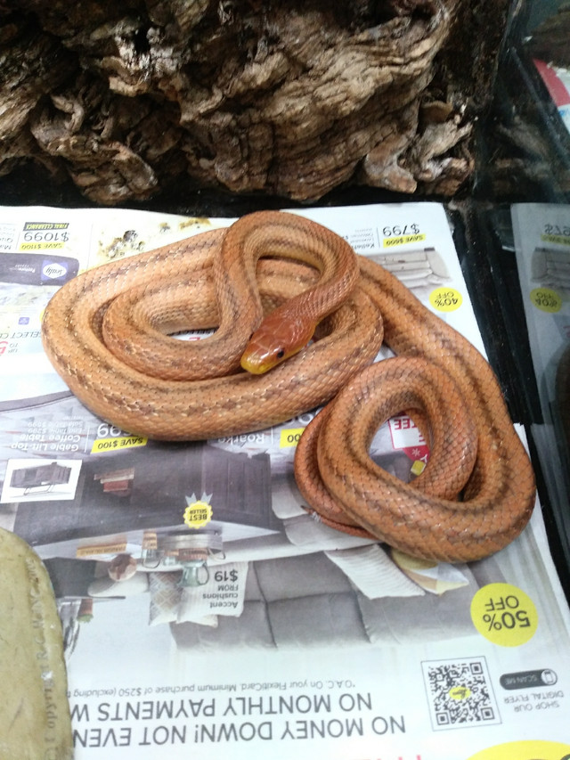 Everglades Rat Snakes in Reptiles & Amphibians for Rehoming in Hamilton - Image 2