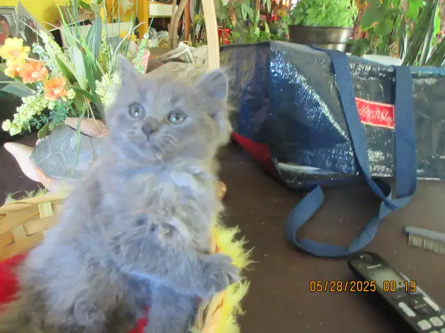 chaton Semi-Persan in Cats & Kittens for Rehoming in Sherbrooke - Image 4