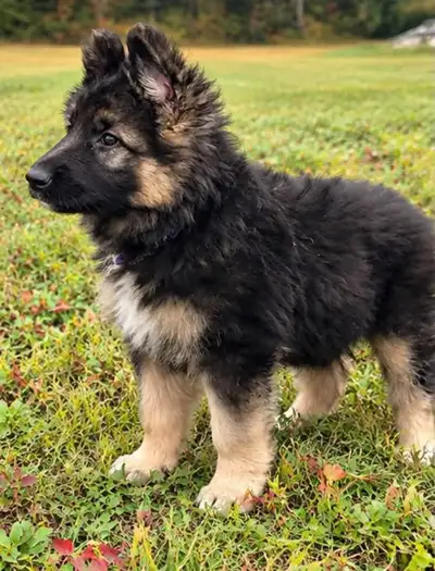 Long coat German shepherd spring wait list now open 2027, View more