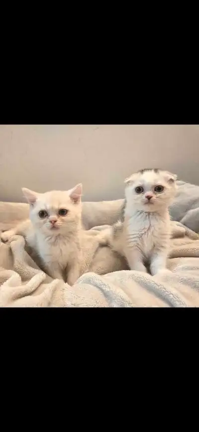 Purebred Scottish fold and Scottish straight kittens, View more