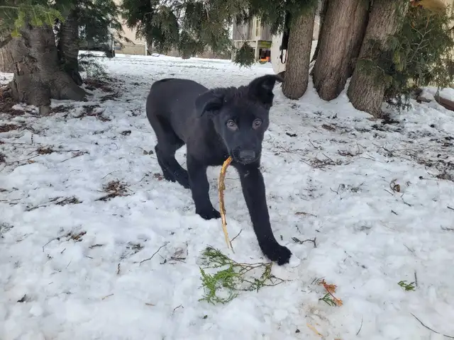 German Shepherd Puppy - CKC registered in Dogs & Puppies for Rehoming in Hamilton - Image 5