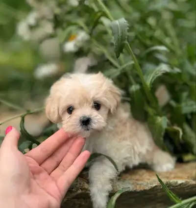 F1 Maltipoo Puppies, Premium, View more