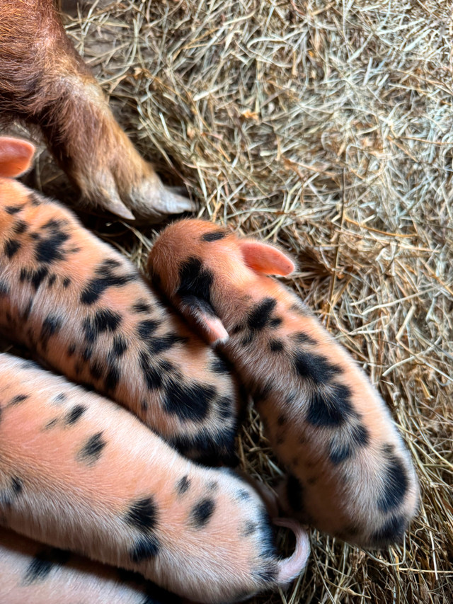 Kunekune piglets (registered, pets or meat) in Livestock in Chatham-Kent - Image 2