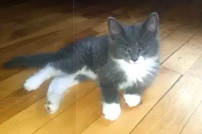 Un beau chaton pour un nouveau foyer aimant, View more