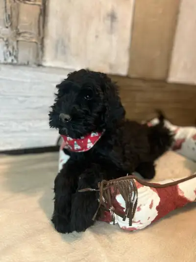 Snuggly Schnoodle!, View more