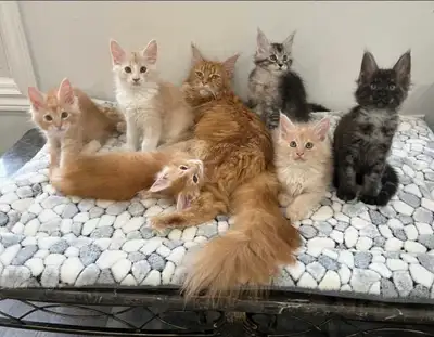 Adorables chats Maine Coon pure race, View more