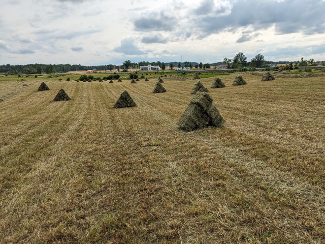 2023 1st Cut Small Square Hay Bales  in Equestrian & Livestock Accessories in Renfrew - Image 2
