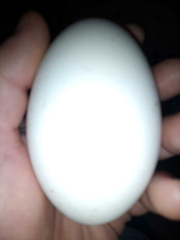 Hatching goose eggs