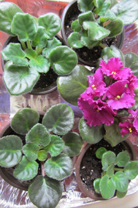 Healthy African Violet Plants From Smoke Free Home $4.98