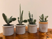 4 Bunny Ear (Opuntia Microdasys) Cactus Succulents in Clay Pots