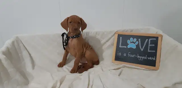 Three Beautiful Vizsla Puppies (Females) in Dogs & Puppies for Rehoming in Stratford - Image 4