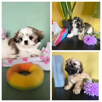 Les plus beaux et adorables shih tzu SVP bien lire avant de m'écrire Oui disponible, je reçois toute...
