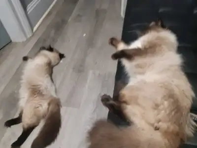 Purebred Himalayan brothers, View more