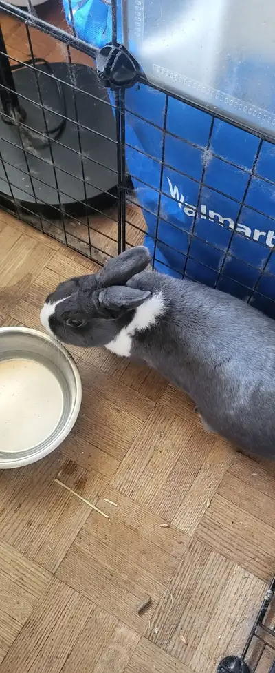 Give away a bunny, View more
