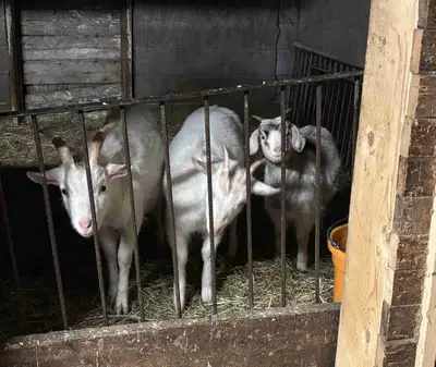 Saanen Goats, View more