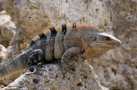 BLACK SPINY TAILED IGUANAS ON SPECIAL