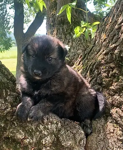 TAMASKAN PUPS (Ultimate Shepsky), View more