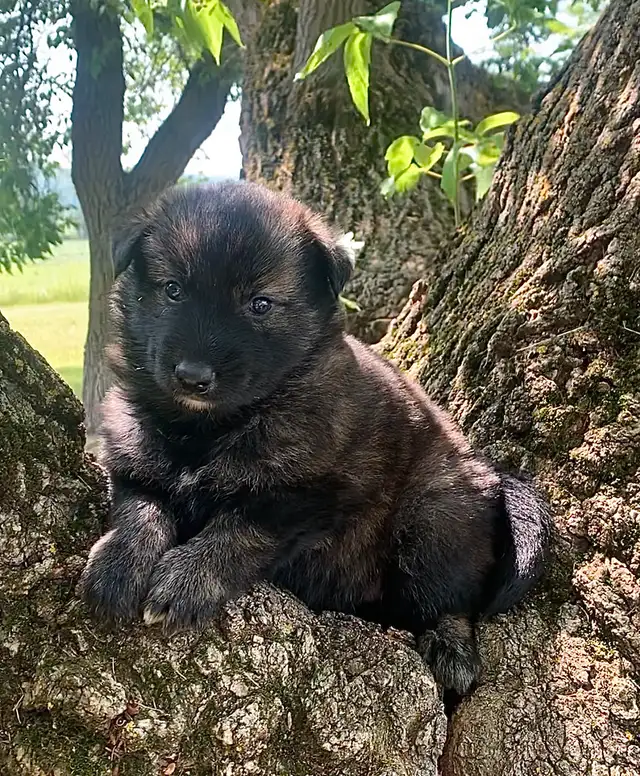 TAMASKAN PUPS (Ultimate Shepsky) in Dogs & Puppies for Rehoming in Edmonton - Image 4
