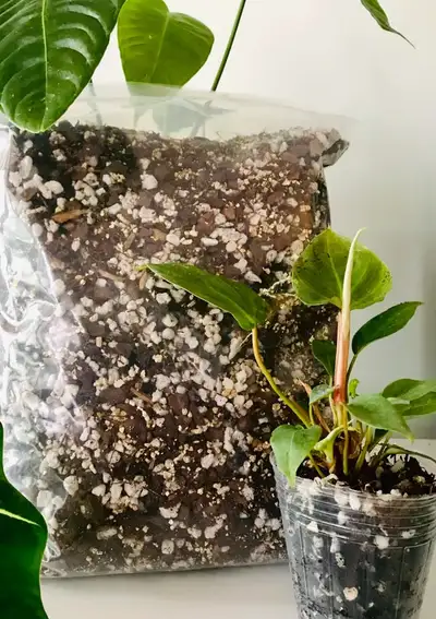 sachet terreau pour plante aroid, View more