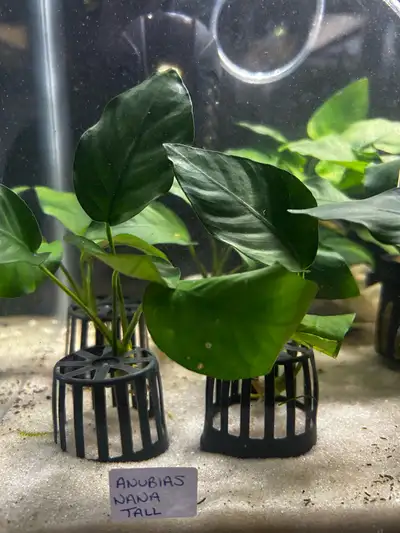 Anubias - Aquarium Rhizome Plant, View more