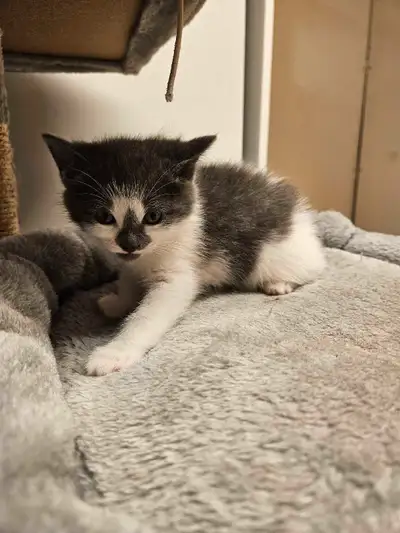 Chatons femelles a vendre, View more
