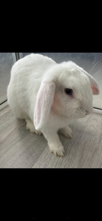 White holland lop bunny 
