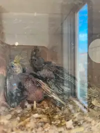 Cockatiel babies