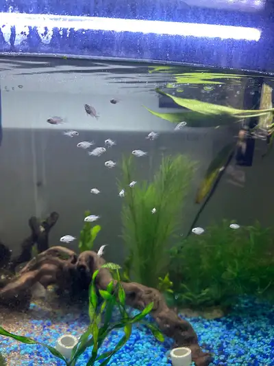 Platinum polar parrot fish. $5 per fish, or $2.5 for 5 or more. Can deliver in hrm