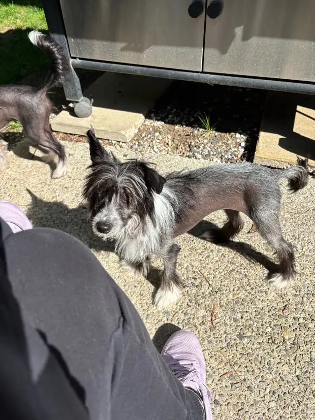 Chinese Crested in Dogs & Puppies for Rehoming in Cambridge - Image 9