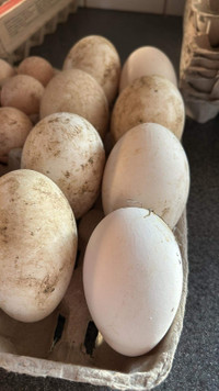 Goose Hatching Eggs