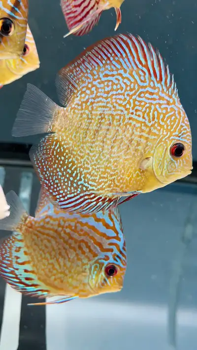 Discus asiatiques de 3 à 4 pouces et plus — dès 54,99 $ Vous cherchez de beaux discus pour votre aqu...