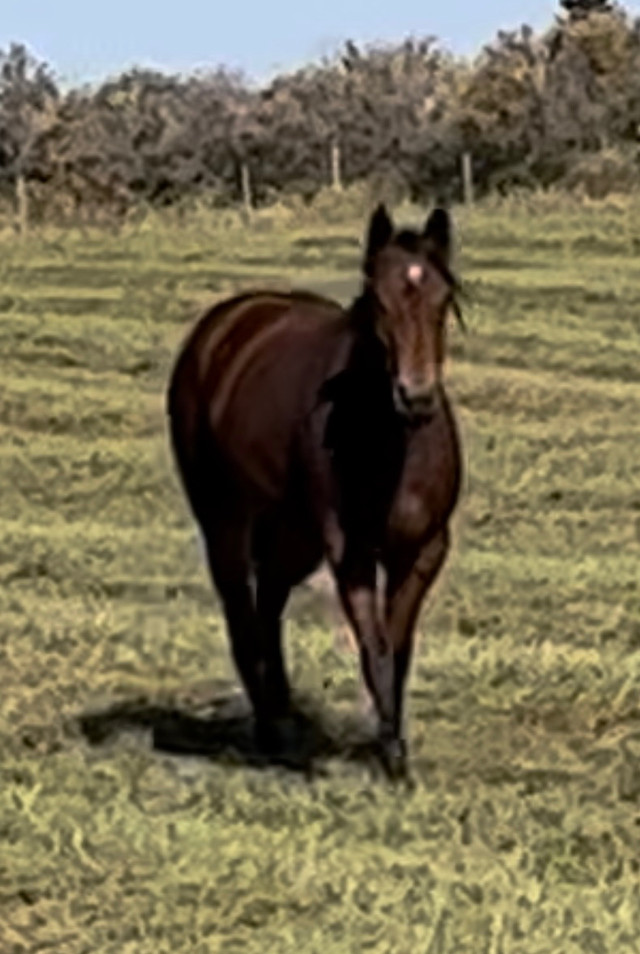 Gorgeous quarter horse in foal in Horses & Ponies for Rehoming in Edmonton - Image 3
