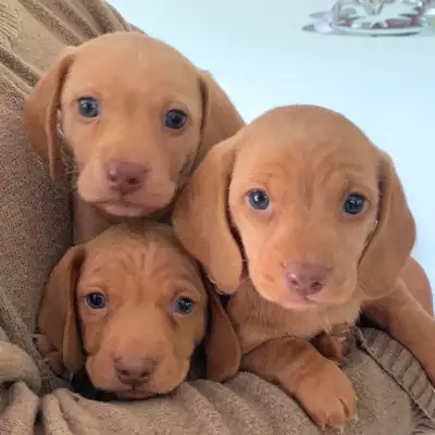 Blonde Purebred Mini Dachshunds Puppies Available, View more