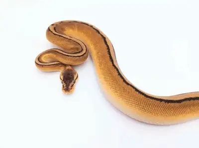 Pastel het enhancer het genetic stripe. He was born August of 2020, eating frozen thawed. He weighs...
