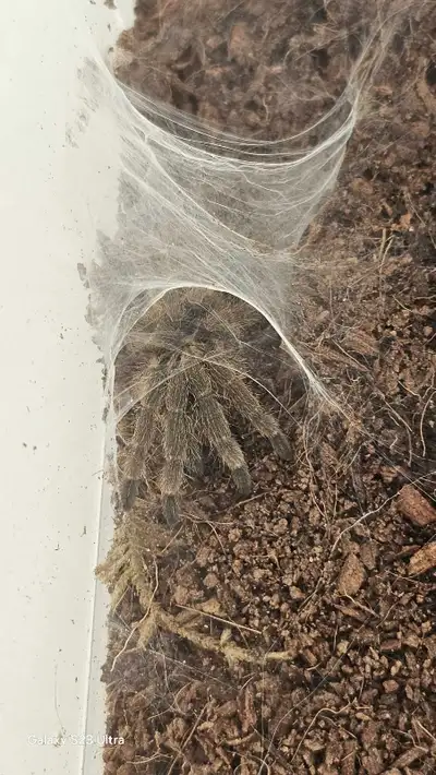 Neoholothele Incei - Pair for a price of 1, View more