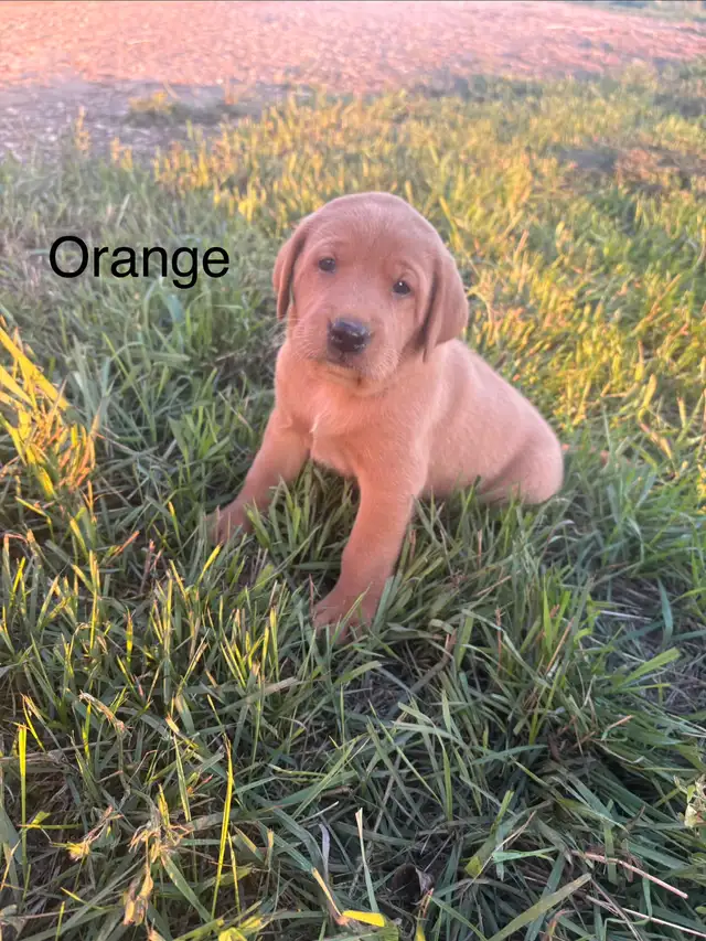 Purebred Labrador in Dogs & Puppies for Rehoming in Lethbridge - Image 8