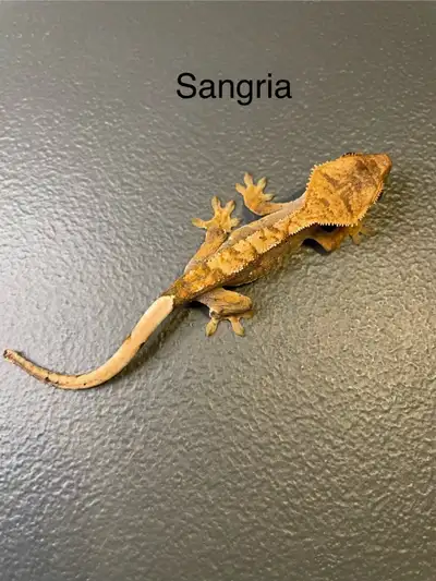 Crested Geckos, View more
