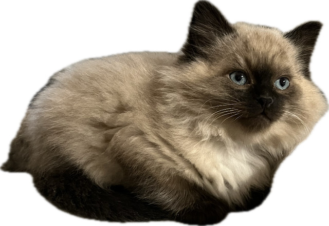 Gorgeous Ragdoll Cross kittens in Cats & Kittens for Rehoming in Mission - Image 3