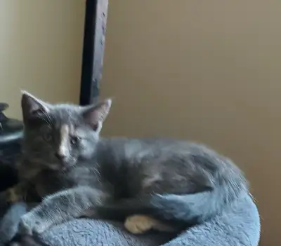 Petite chatte à vendre, View more