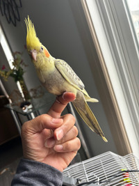 Hand fed tamed Pearl cocktail 